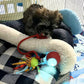 🐾 Smart Automatic Rolling Pet Ball