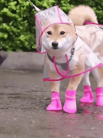 Clear Dog Raincoat – product image