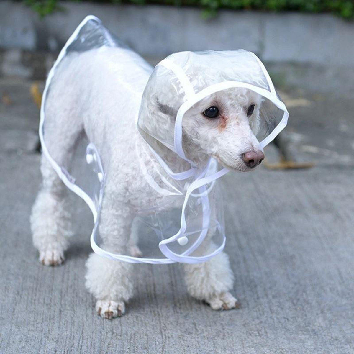 Clear Dog Raincoat – product image